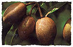 sappodilla