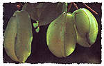 starfruit