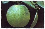 sweetorange